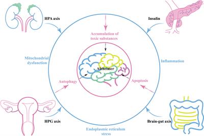 Roles of traditional chinese medicine regulating neuroendocrinology on AD treatment